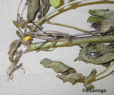 Fig. 05: Photograph of peanut plant affected by stem rot  (Sclerotium rolfsii) with white fungal mycelium  at the base of the infected stem.