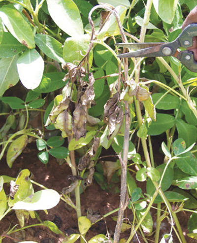 Fig. 06: Photograph of Sclerotinia blight (Sclerotinia sclerotiorum) of peanut showing the presence of sclerotia and shredding of infected stem.