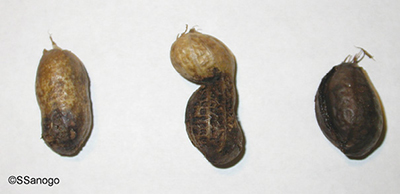 Fig. 07: Photograph of Pythium pod rot showing greasy and black appearance of pods and Rhizoctonia pod rot showing ridges on infected pods.  