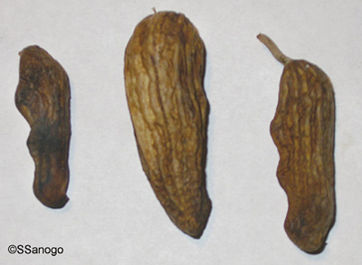 Fig. 07: Photograph of Pythium pod rot showing greasy and black appearance of pods and Rhizoctonia pod rot showing ridges on infected pods.