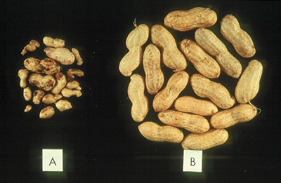 Fig. 08: Photograph showing shrunken pod damage caused by root-knot nematode (Meloidogyne hapla) and spotted pod damage from root-lesion nematode (Pratylenchus brachyurus).
