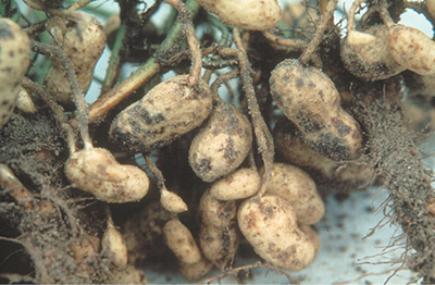 Fig. 08: Photograph showing shrunken pod damage caused by root-knot nematode (Meloidogyne hapla) and spotted pod damage from root-lesion nematode (Pratylenchus brachyurus).