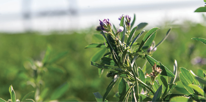 Close-up of green alfalfa plants with purple flowers in a sunny field.