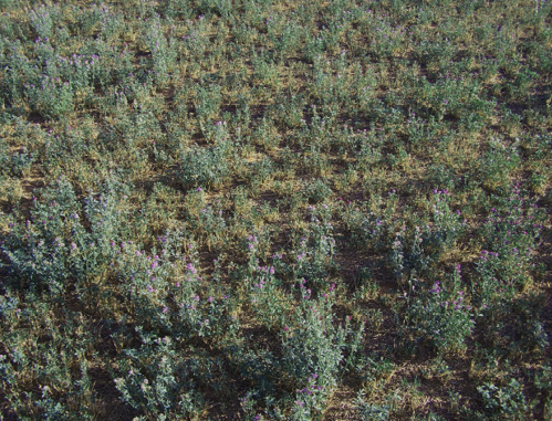 A field of green and purple alfalfa flowers growing densely across the ground.
