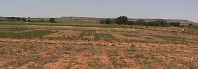 Fig. 1: Photograph of a field planted with seven different legume crops and irrigated with rainfall only. The alfalfa patch is the only full, green patch. 