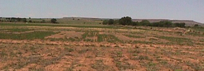 Managing Alfalfa During Drought | New Mexico State University - BE BOLD ...