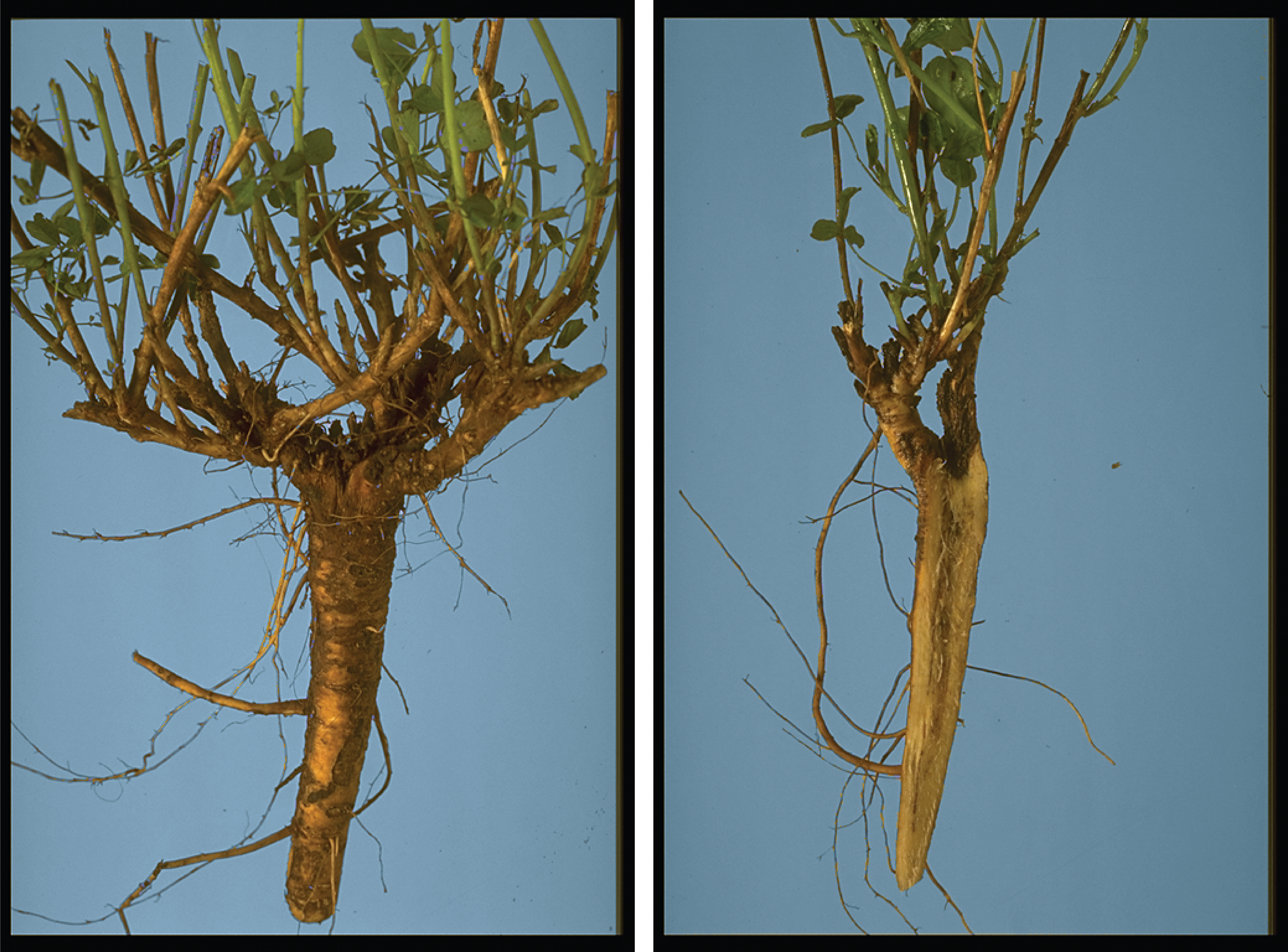 Two photos showcasing healthy alfalfa crowns (left) and healthy alfalfa roots (right).