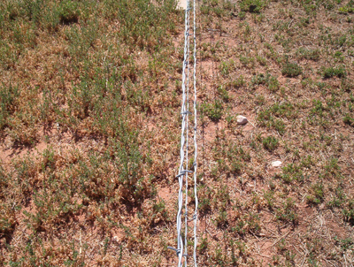 Fig. 3: Photograph showing side-by-side comparison of rain fed alfalfa that was ungrazed (left) and grazed (right). 