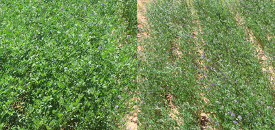 Fig. 4: Photograph showing side-by-side comparison of irrigated alfalfa (left) and unirrigated alfalfa (right). 