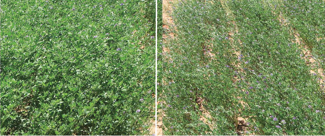 Comparison of a well-irrigated alfalfa field on the left and unirrigated alfalfa on the right.