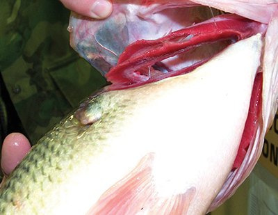 Photograph of a largemouth bass with red gills.