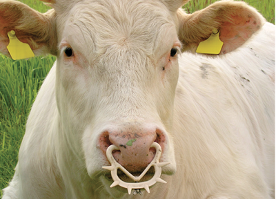 Weaning cows hot sale milk