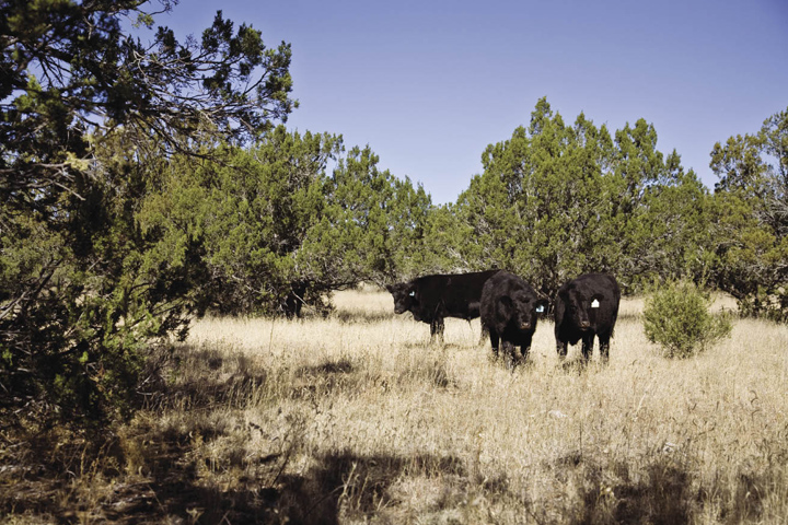 Fig. 1: Photo of cattle grazing rangeland dominated by blue grama (Bouteloua gracilis) grass, a high-quality warm-season grass, and juniper (Juniperus monosperma), an invasive woody shrub. 