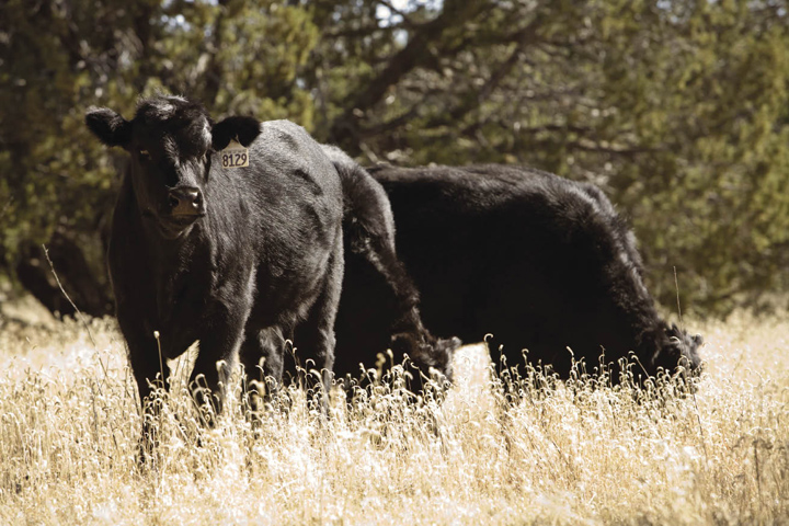 Fig. 3: Photo of cattle grazing on rangeland pasture. 