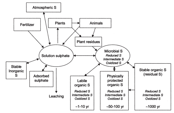 Fig. 2: Diagram of conceptual model that illustrates the sulfur cycle in soil. 