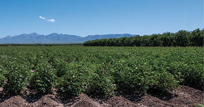 Photograph of a field of green cotton plants with mountains in the background.