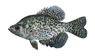 Illustation of Black crappie