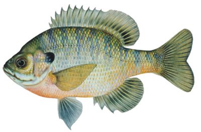 Illustation of Bluegill