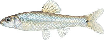 Illustation of Bullhead minnow