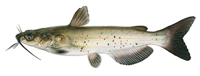 Illustation of Channel catfish female