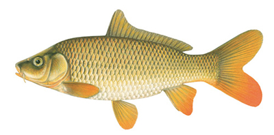 Illustation of  Common carp