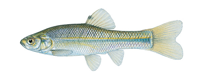 Illustation of Fathead minnow female