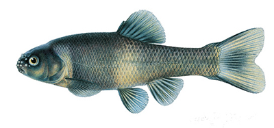 Illustation of Fathead minnow male