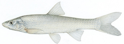 Illustation of  Flathead chub