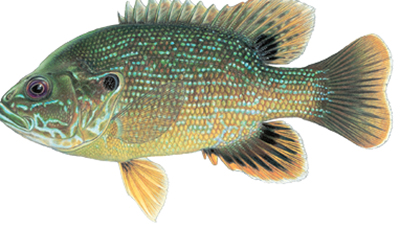 Illustation of Green sunfish