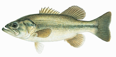 Illustation of Largemouth bass