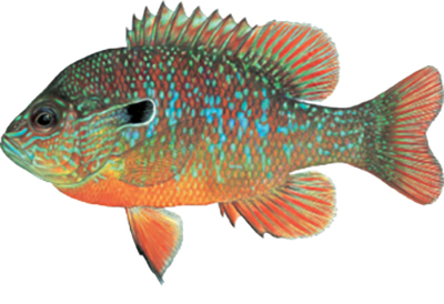 Illustation of Longear sunfish