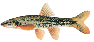 Illustation of Longnose dace