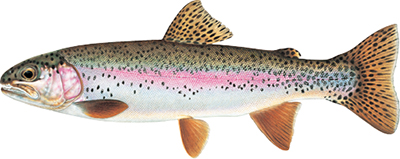 Illustation of Rainbow trout