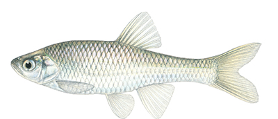 Illustation of Red shiner female