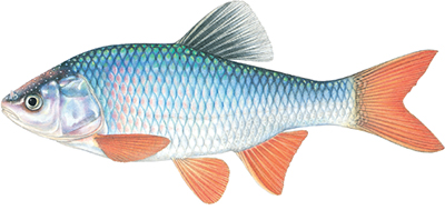 Illustation of Red shiner male