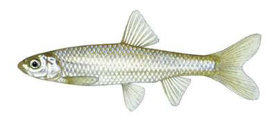 Illustation of Rio Grande silvery minnow