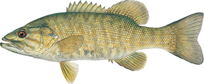 Illustation of Smallmouth bass