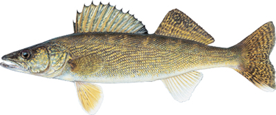 Illustation of Walleye