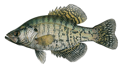 Illustation of White crappie male