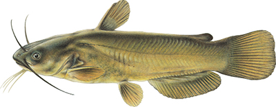 Illustation of Yellow bullhead