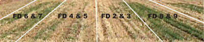 Figure 2. The effects of alfalfa fall dormancy (FD) category six weeks after harvest in early November in Tucumcari, NM, with dormant varieties showing denser green leaves. 