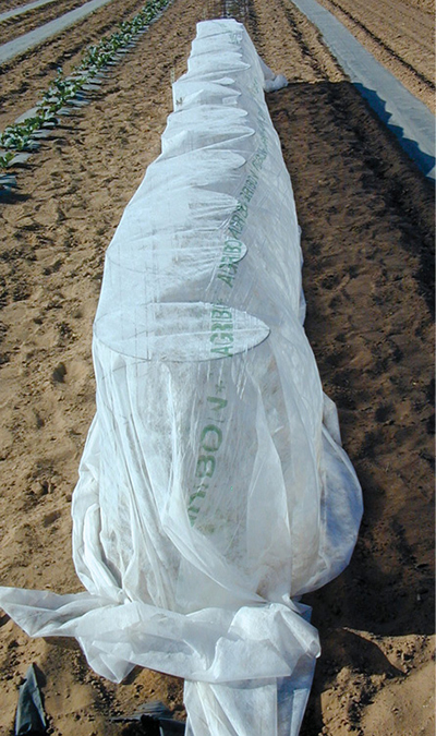 Fig. 02: Photograph of floating row covers used to protect newly transplanted tomato plants from beet leafhopper (vector of curly top virus).