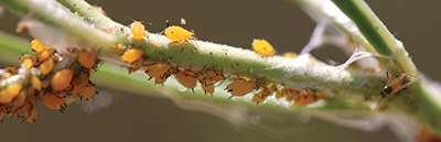 Fig. 01: Photograph of common insect pests of New Mexico home gardens, including aphids, grasshoppers, and squash bugs.