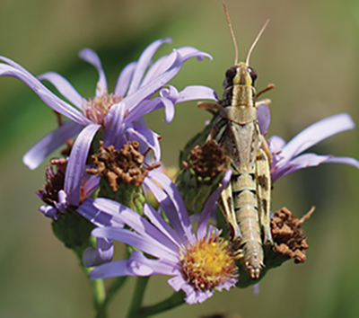 Fig. 01: Photograph of common insect pests of New Mexico home gardens, including aphids, grasshoppers, and squash bugs.