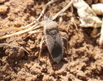 Fig. 01: Photograph of common insect pests of New Mexico home gardens, including aphids, grasshoppers, and squash bugs.