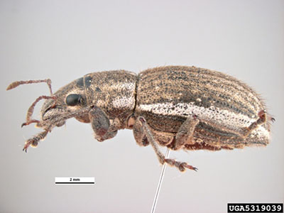 Study looks at pesticide combo for alfalfa weevil control