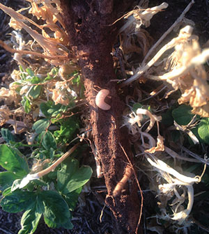 Fig. 02B: Photograph of a whitefringed beetle grub on an alfalfa root.