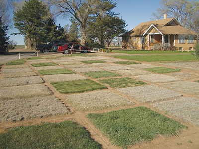 Fig. 3: Photograph of warm- (tan colored) and cool-season (green) turfgrasses in March.