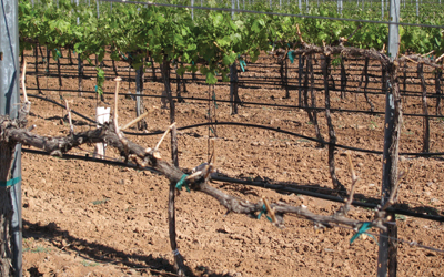 Fig. 4: Photograph of vines exhibiting moisture stress and defoliation.