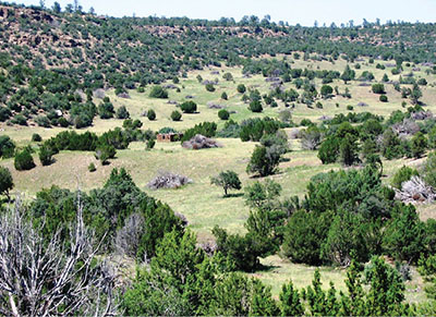 Figure 03: Photograph of piñon-juniper woodland.